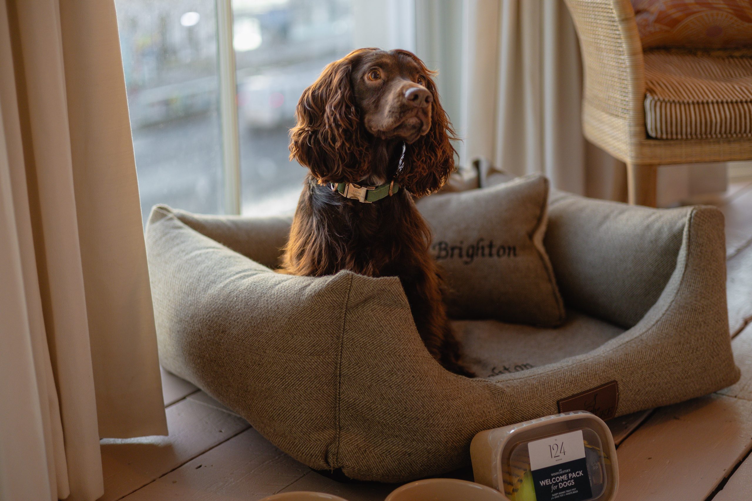 No.124 Dog Friendly, Dog Friendly Hotel